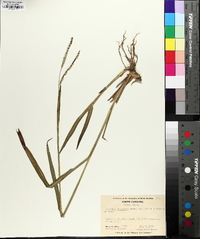 Paspalum floridanum image