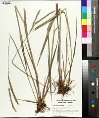 Paspalum floridanum image