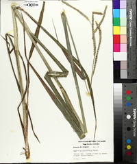 Paspalum floridanum image