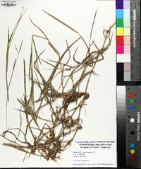 Paspalum distichum image