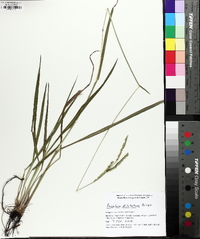 Paspalum dilatatum image