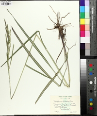 Paspalum urvillei image