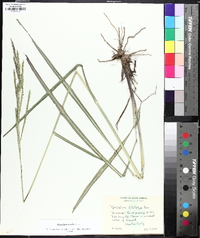 Paspalum urvillei image