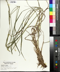 Paspalum dilatatum image