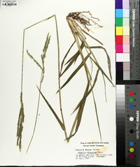 Paspalum dilatatum image