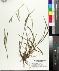 Paspalum dilatatum image