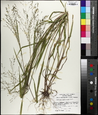 Kellochloa verrucosa image