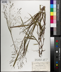 Kellochloa verrucosa image