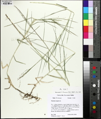 Panicum repens image