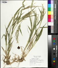 Panicum miliaceum image