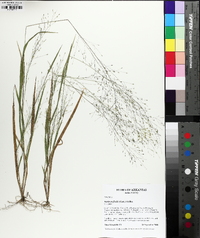 Panicum flexile image