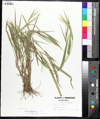 Panicum philadelphicum image