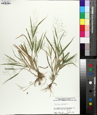 Panicum philadelphicum image