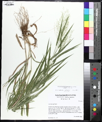 Panicum philadelphicum image