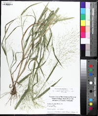 Panicum philadelphicum image