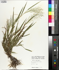 Panicum philadelphicum image