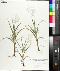 Panicum philadelphicum image