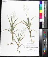 Panicum philadelphicum image