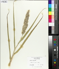 Panicum amarum image