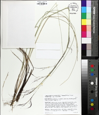 Muhlenbergia sericea image