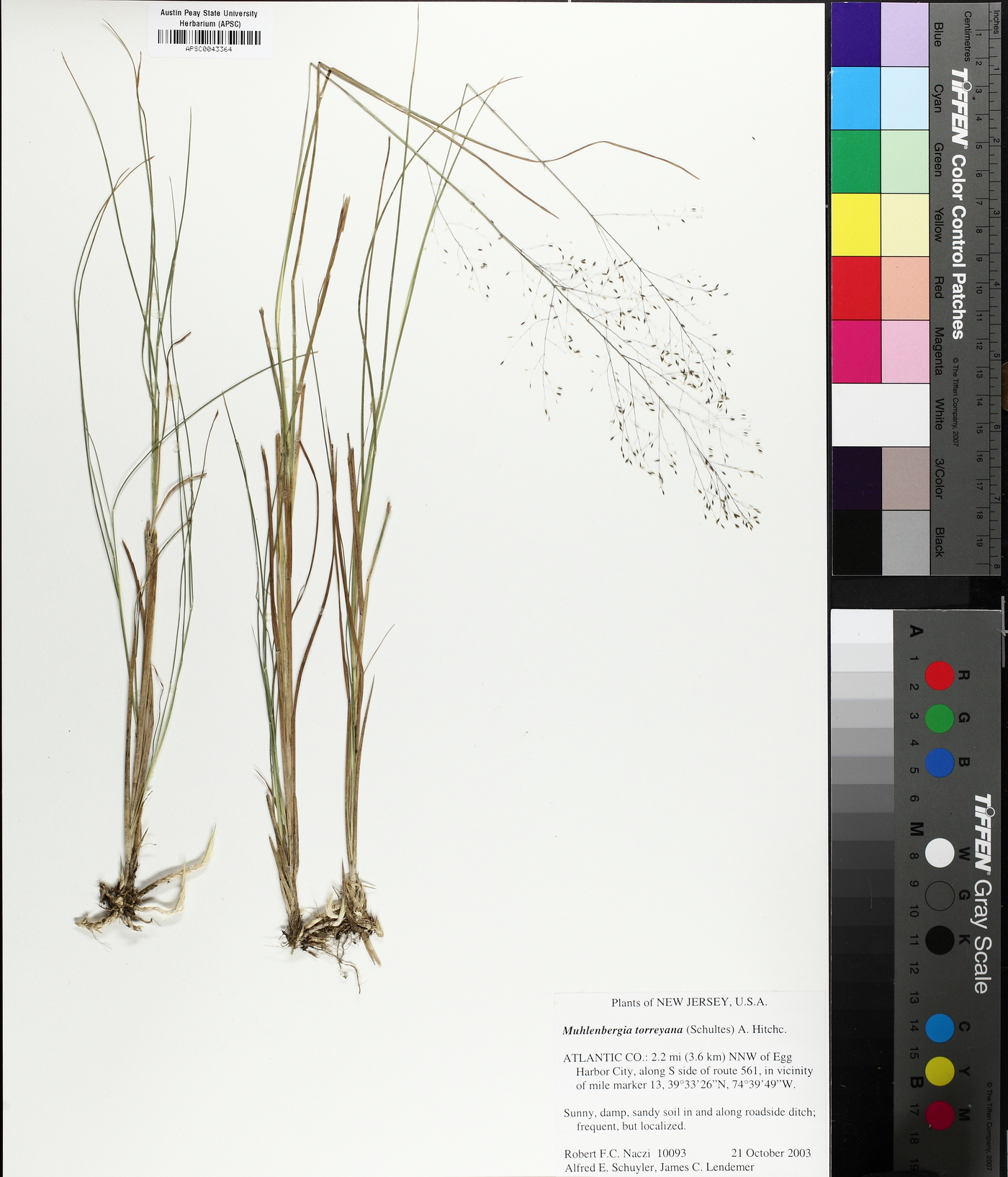 Muhlenbergia torreyana image