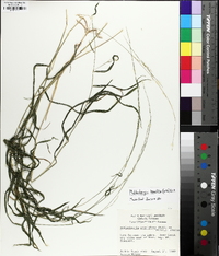 Muhlenbergia tenuiflora image