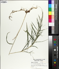 Muhlenbergia sylvatica image