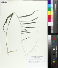 Muhlenbergia sobolifera image