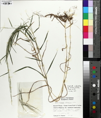 Muhlenbergia sylvatica image