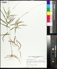 Muhlenbergia sobolifera image