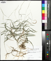 Muhlenbergia sobolifera image