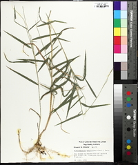 Muhlenbergia sobolifera image