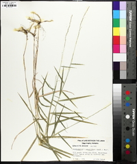 Muhlenbergia sobolifera image