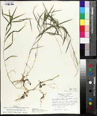 Muhlenbergia sobolifera image