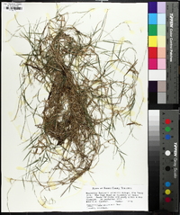 Muhlenbergia schreberi image