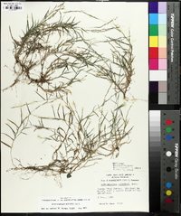 Muhlenbergia schreberi image