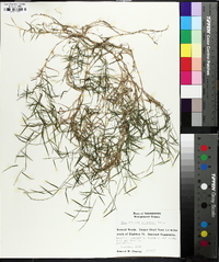 Muhlenbergia schreberi image