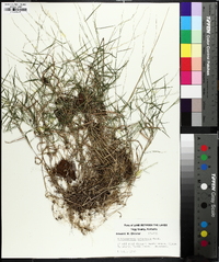 Muhlenbergia schreberi image