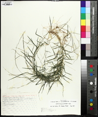 Muhlenbergia schreberi image