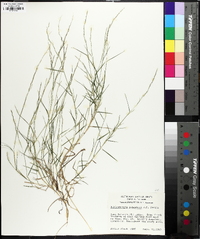 Muhlenbergia schreberi image