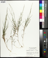 Muhlenbergia schreberi image