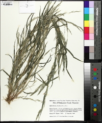 Muhlenbergia frondosa image