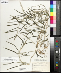 Muhlenbergia frondosa image