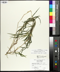 Muhlenbergia frondosa image