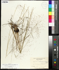 Muhlenbergia capillaris image