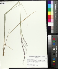 Muhlenbergia capillaris image