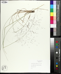 Muhlenbergia capillaris image