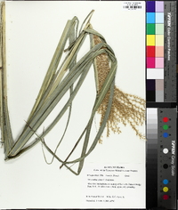 Miscanthus sinensis image