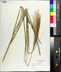 Miscanthus sinensis image