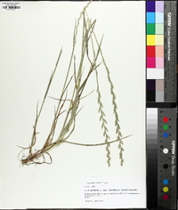 Lolium perenne subsp. multiflorum image